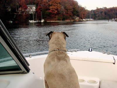 dog boating